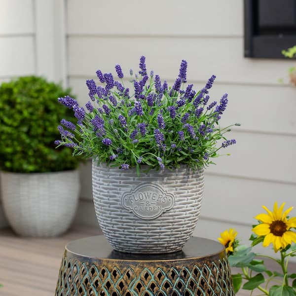 METROLINA GREENHOUSES 2.5 Qt. Vigoro Nature's Nutrients Lavender