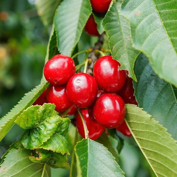 Unbranded 7 Gal. Montmorency Cherry Tree