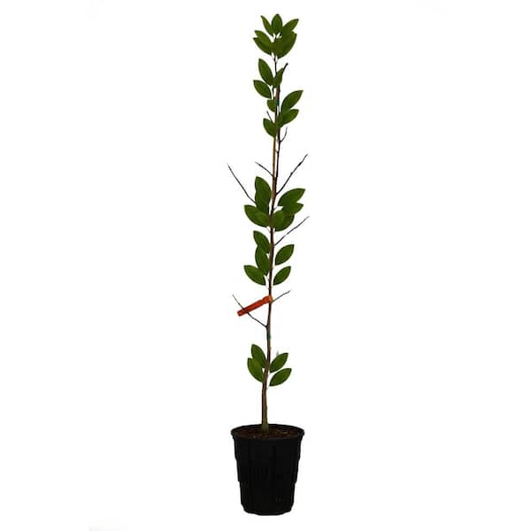 1 gal. Butterflies Deciduous Japanese Magnolia Tree with Yellow
