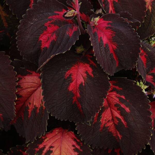 PROVEN WINNERS ColorBlaze Kingswood Torch Coleus (Solenostemon) Live Plant, Bright Pink and Deep Purple Foliage, 4.25 in. Grande