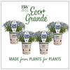 PROVEN WINNERS 4.25 in. Eco+Grande Laguna Compact Blue with Eye (Lobelia) Live Plant, Blue Flowers (4-Pack) LOBPRW1017504