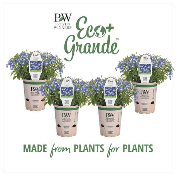 4.25 in. Eco+Grande Laguna Compact Blue with Eye (Lobelia) Live Plant, Blue Flowers (4-Pack)