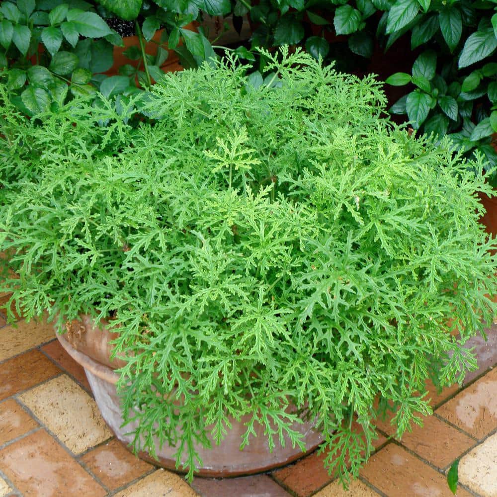 Anti mosquito plants discount