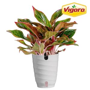 Vigoro Grower's Choice Aglaonema Chinese Evergreen Indoor Plant in 6 in.  White Decor Pot, Avg. Shipping Height 1-2 ft. (2-Pack) CO.AGS6.3.VI.WH -  The Home Depot