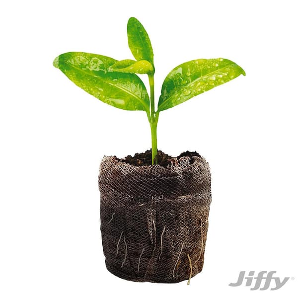 Jiffy Plant Tray, 11 by 22