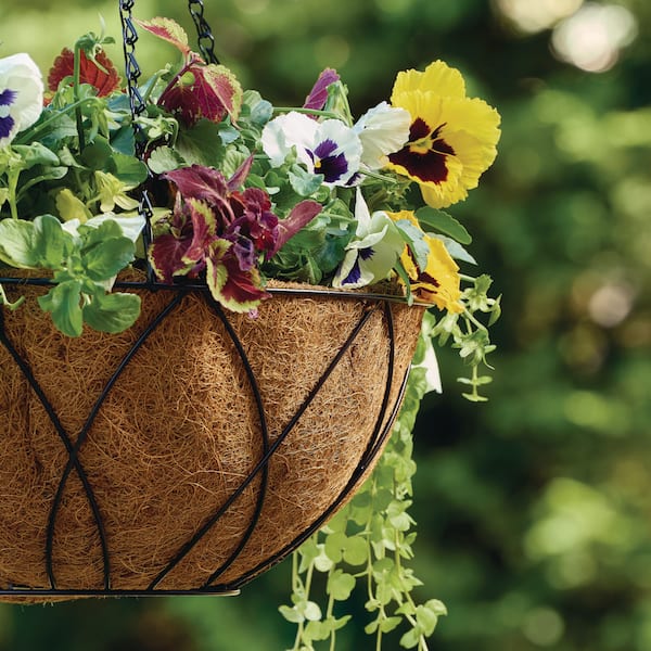 HydroSave Metal Premium Hanging Planter Basket with Coco Liner (14 in. L x 14 in. W x 5.9 in. H)