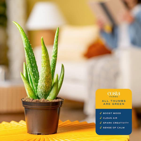 aloe vera gel klebrig Earth Therapeutics, Aloe Vera Soothing Gel main image 0