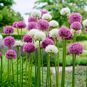 14 /16 cm Allium Wild About Purple Blend Mixed Flower Bulbs (Bag of 100)