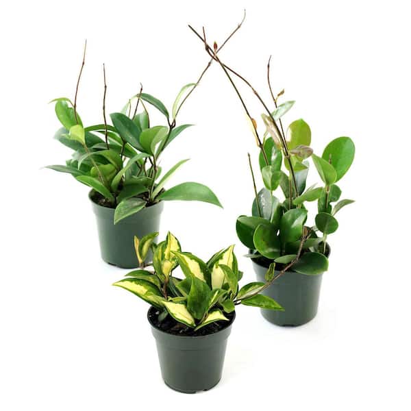 national PLANT NETWORK 4 in. SpaceScape Houseplant Hoya Plant Collection in Grower Container (3-Pack)
