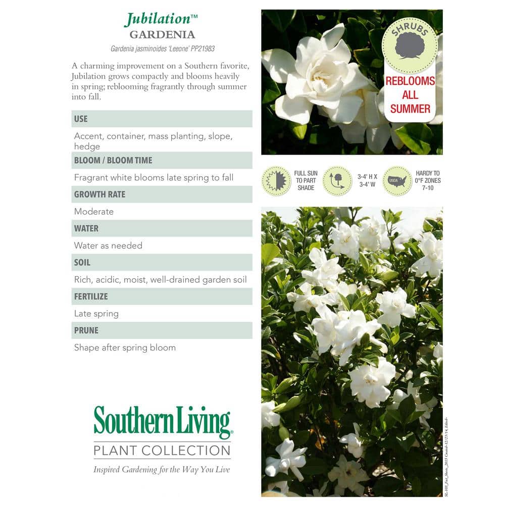 Southern Living Jubilation Gardenia 2-Gallon Fragrant White Flowers