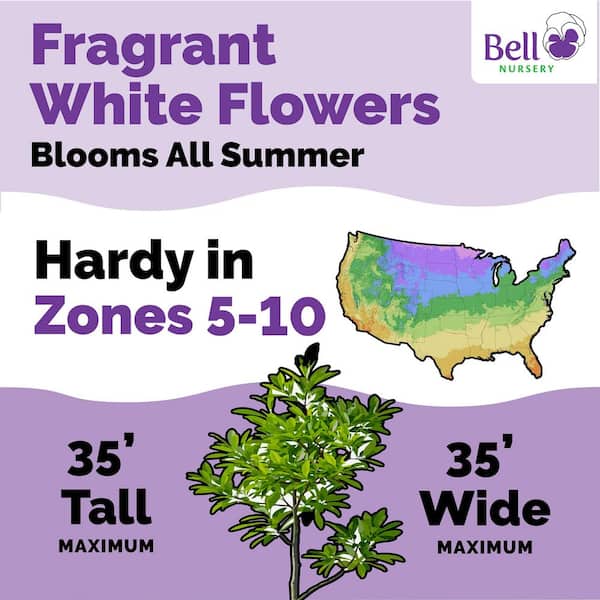3 Gal. Sweet Bay Magnolia (Magnolia Virginiana), Live Flowering Tree Shrub, Cream-White Flowers