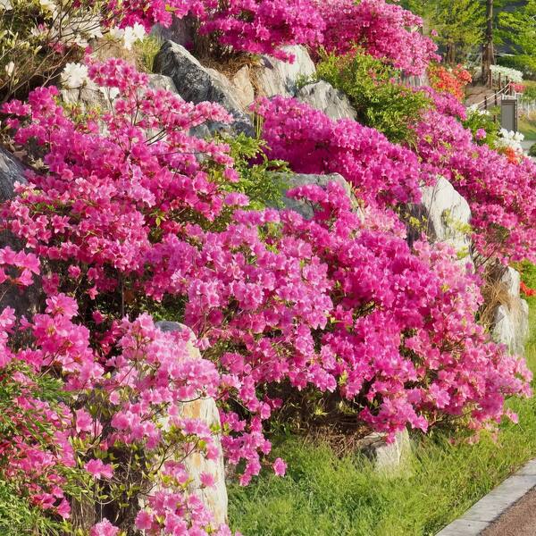2.5 Quart Azalea 'Pride of Mobile' Flowering Shrub with Pink