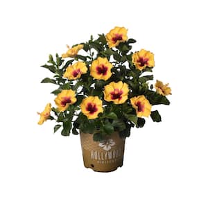 2 Gal. Hollywood Rico Suave Yellow and Red Flower Annual Hibiscus Plant