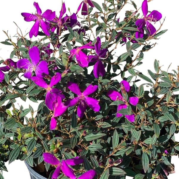 3 Gal. Dwarf Princess Flower (Tibouchina) Plant with Purple Blooms in Pot