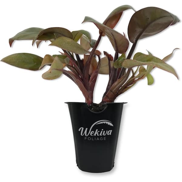 Wekiva Foliage Philodendron