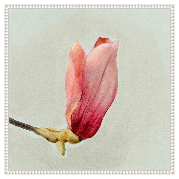 Amanti Art Magnolia Bud I by Katie Oshea 22 in. W x 22 in. H. Canvas Wall Art Print Framed in White