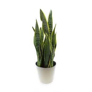 1.9 Gal. Sansevieria Laurentii Snake Plant in 9.25 In. Designer Pot