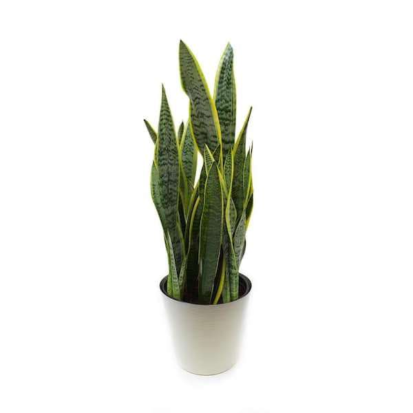 Pure Beauty Farms 1.9 Gal. Sansevieria Laurentii Snake Plant in 9.25 In. Designer Pot