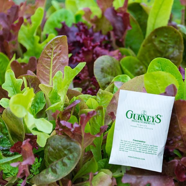 Gurney's Lettuce Premium Blend (1,000 Seed Packet)