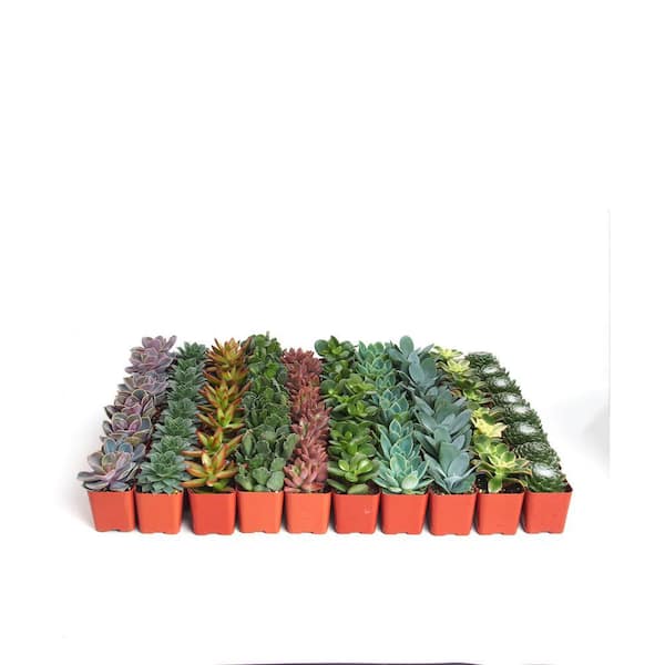 Shop Succulents 2 in. Assorted Succulent Collection (100-Pack) A100 - The Home  Depot