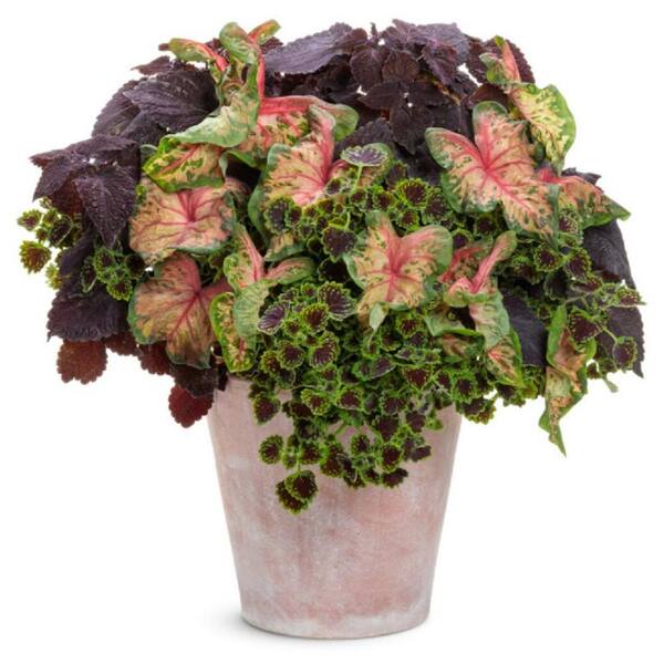 PROVEN WINNERS  in. Grande, ColorBlaze Newly Noir (Coleus) Live Plant  Black and Purple Foliage (4-Pack) COLPRW1467524 - The Home Depot