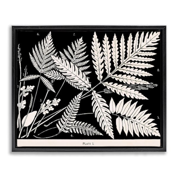 Stupell Industries Overlapping Ferns on Black by Phillipa Katz Black Floater Frame Nature Graphic Art Print 17 in. x 21 in.