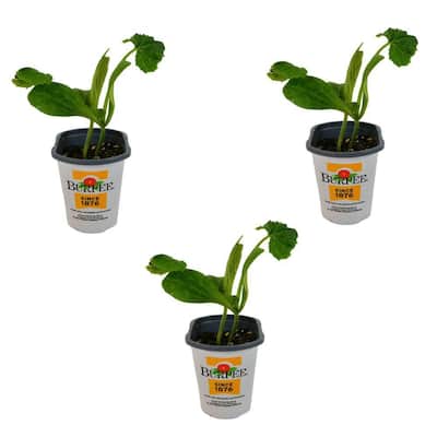 Burpee Pint Hybrid Zucchini Plant 3-Pack 4804P2 - The Home Depot