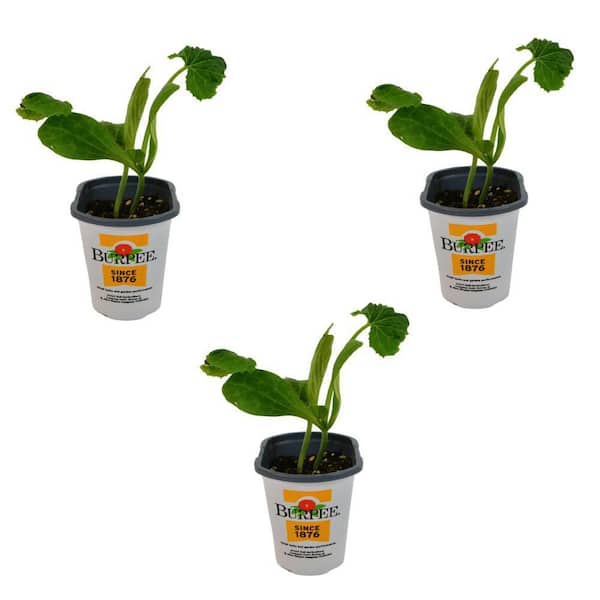 Pint Hybrid Zucchini Plant 3-Pack