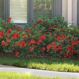 3 Gal. Autumn Fire Encore Azalea Flowering Shrub