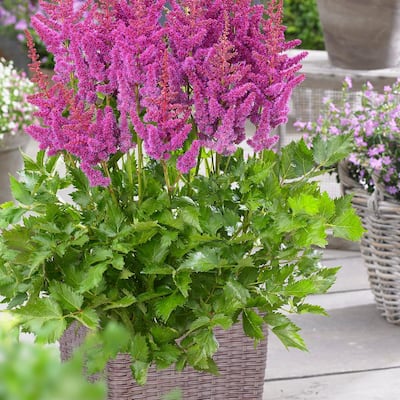 Astilbe Visions Patio Kit With Decorative Ratten Planter, Planting Medium and Root (Set of 1)