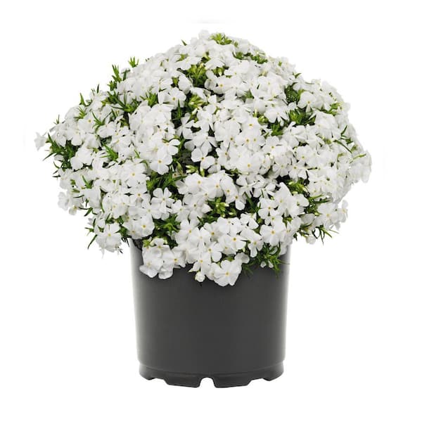 Have a question about METROLINA GREENHOUSES 2 Qt. White Creeping