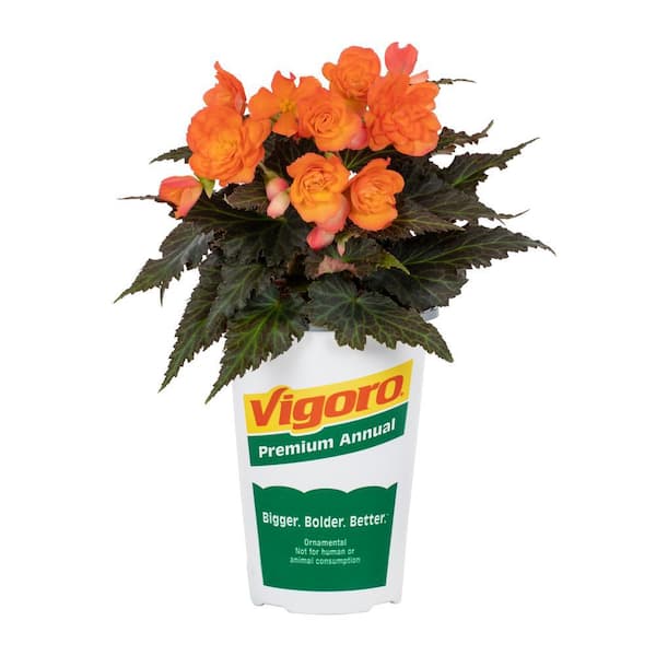 Vigoro 2 qt. Begonia I'Conia Bacio Orange Annual Plant (3-Pack