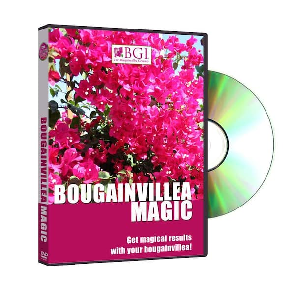 BGI Bougainvillea Magic DVD