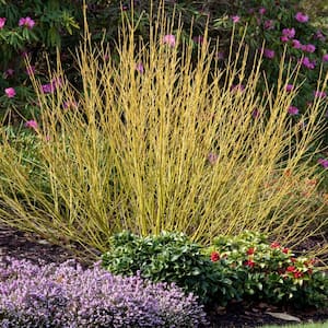 Budd's Yellow Twig Dogwood, Dormant Bare Root Deciduous Shrub, 24 to 30 inches tall (1-Pack)