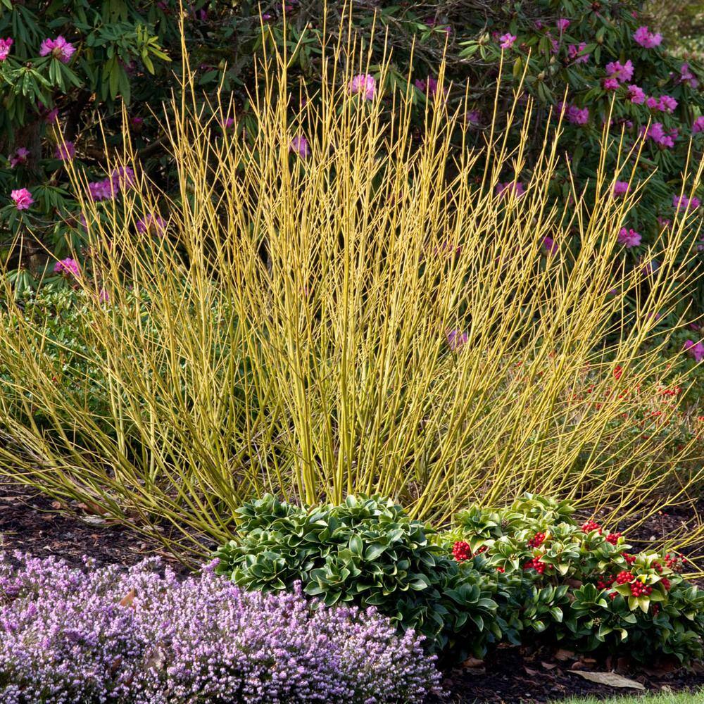 Yellow Twig Dogwood (Cornus) Starter Hedge Kit, Live Bareroot Shrubs, 12 in. to 18 in. Tall (5-Pack) price history on PriceWatchPro