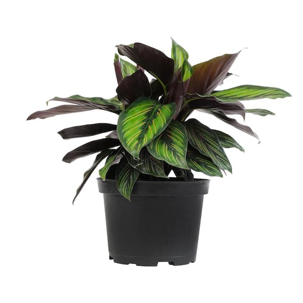 Calathea sanderiana | Pianta da interno esotica e facile da curare