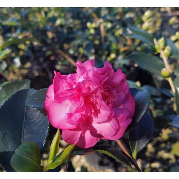 Unbranded 9.25 in. Pot - Sparkling Burgundy Camellia(sasanqua) - Evergreen Shrub with Pink Blooms, Live Plant
