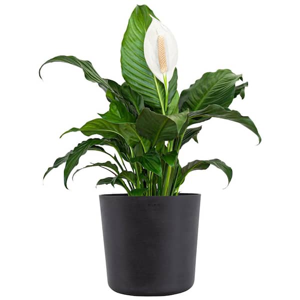 United Nursery Peace Lily Plant Live Spathiphyllum Indoor Outdoor Plant in 10 in. Premium Ecopots Dark Gray