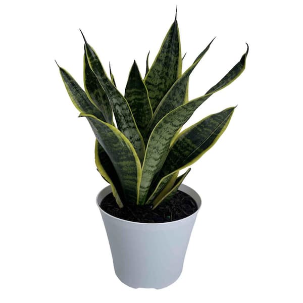 6 in. Snake Plant Sansevieria Plant Grower's Choice in White Deco Pot