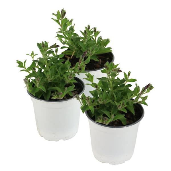 EASY WAVE 4 in. Easy Wave Freedom Combo Petunia Annual Plant with Multicolor Flowers (3-Pack)