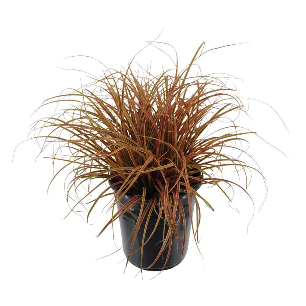 2.5 qt. Perennial Grass Uncinia Rubra Belindas Find