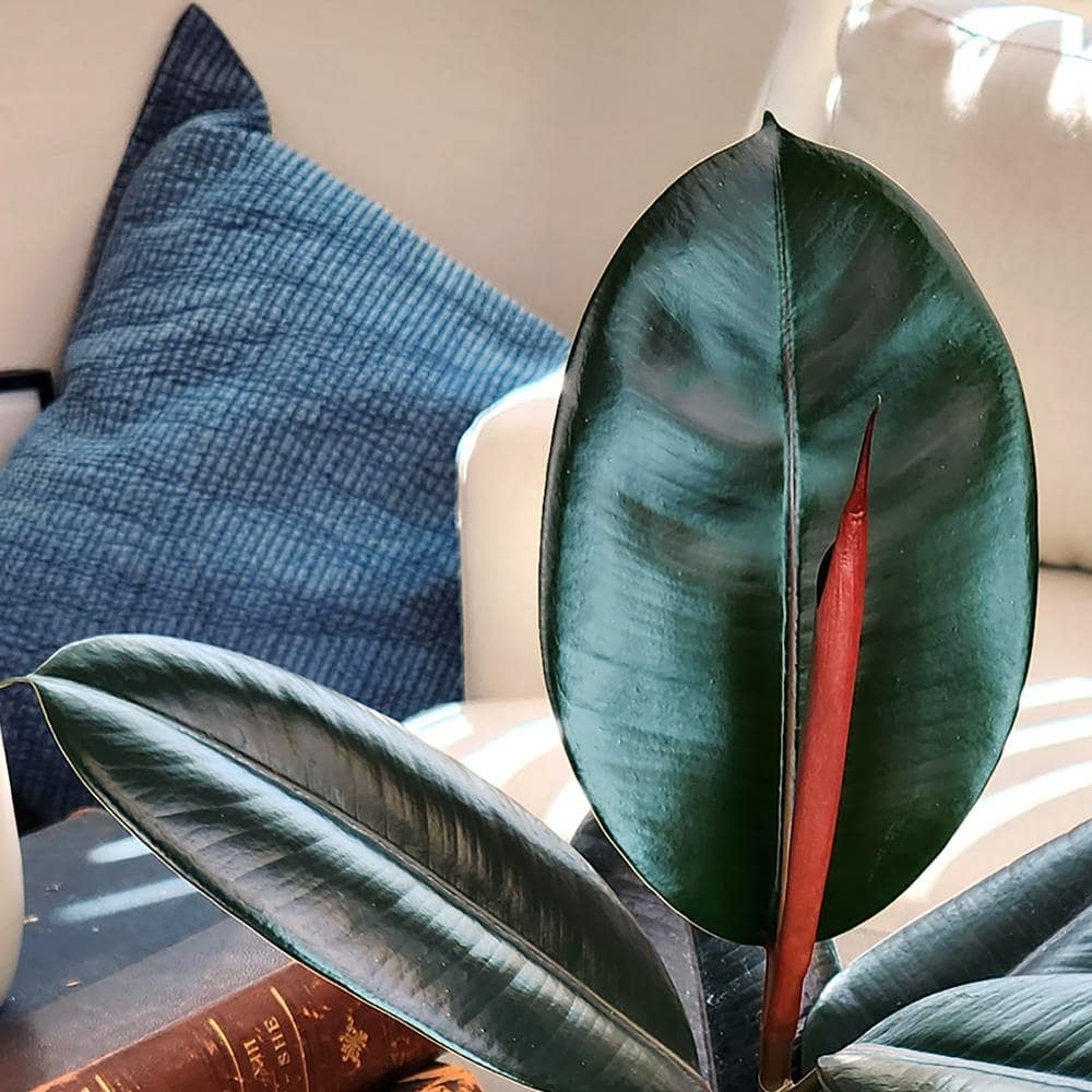 Ficus Burgundy Rubber Tree in Black Plastic Planter