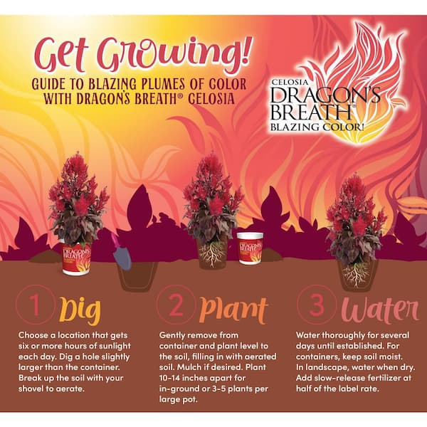 Dragons Breath 2qt Red Celosia Live Annual Plant Sun 3-Pack