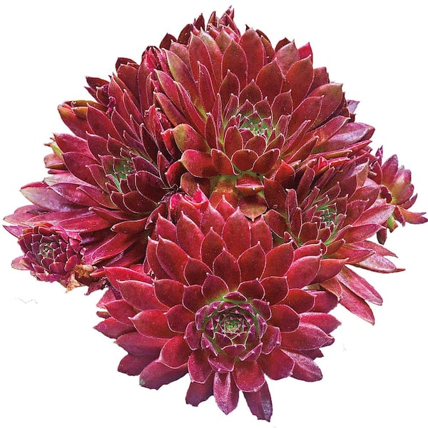 Spring Hill Nurseries Red Rubin Hens and Chicks Dormant Bare Root Perennial Starter Plant (1-Pack)