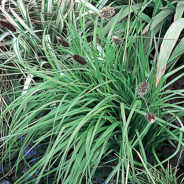 ALTMAN PLANTS 2.5 Qt. #1 Red Bunny Tails Fountain Grass
