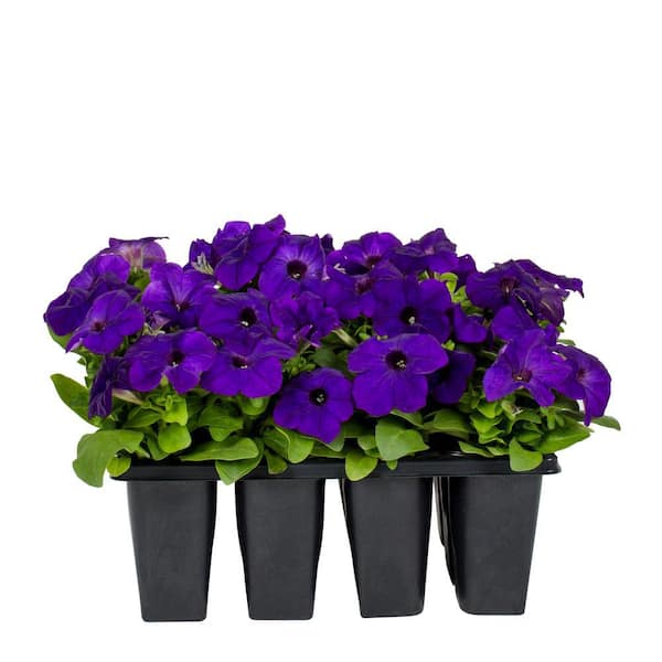 METROLINA GREENHOUSES Petunia Annual Plant (12-Pack)