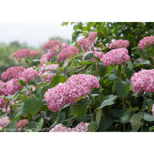 PROVEN WINNERS Invincibelle Spirit II Smooth Hydrangea, Live Shrub, Pink Flowers, 3 Gal.