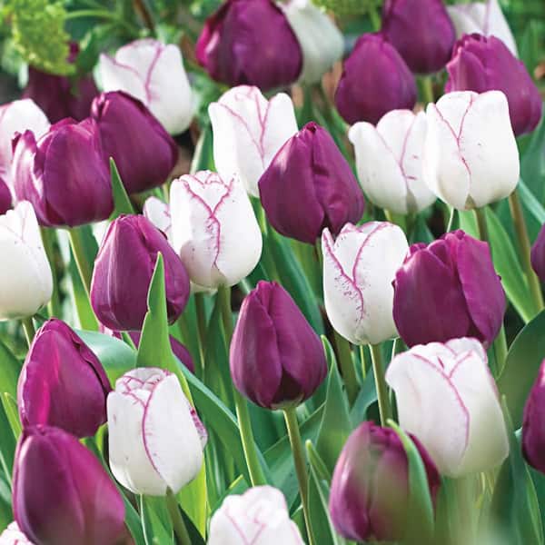 Van Bourgondien Purple Perfection Triumph Tulip Bulbs Mixture (25-Pack)