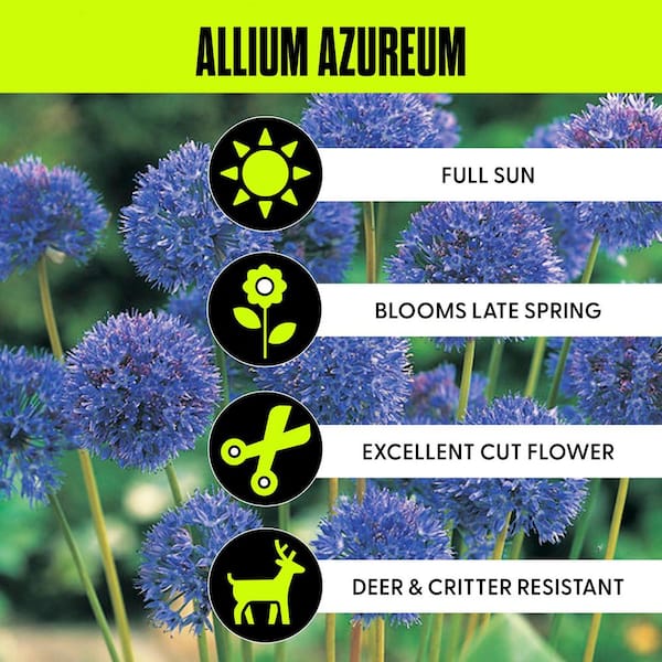 Allium Bulbs Azureum Blue Globe Onions (Set of 25)