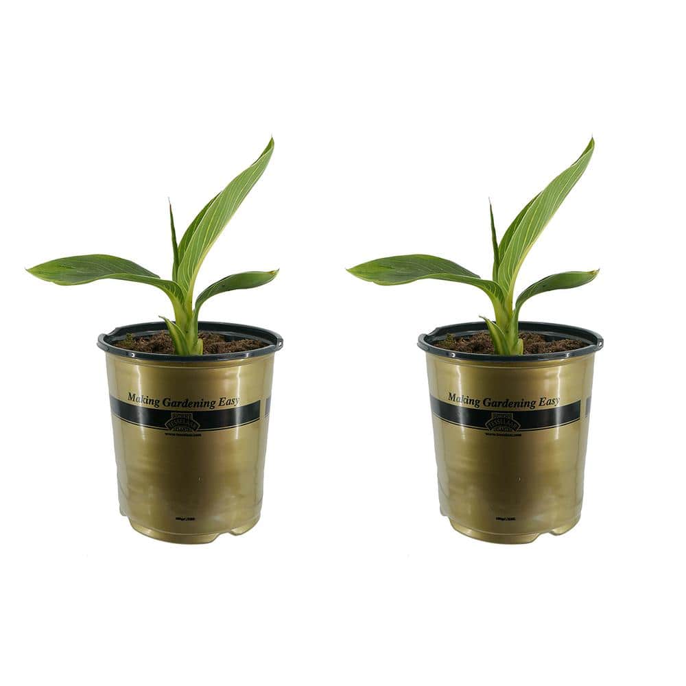 1.0 Gal. Perennial Canna Tropicanna Gold (2-Pack)